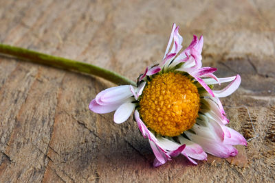 Close-up of pink flower on table