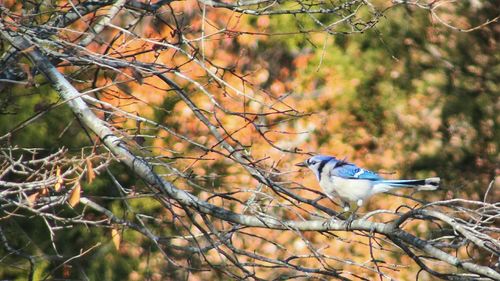 Bird perching on bare tree