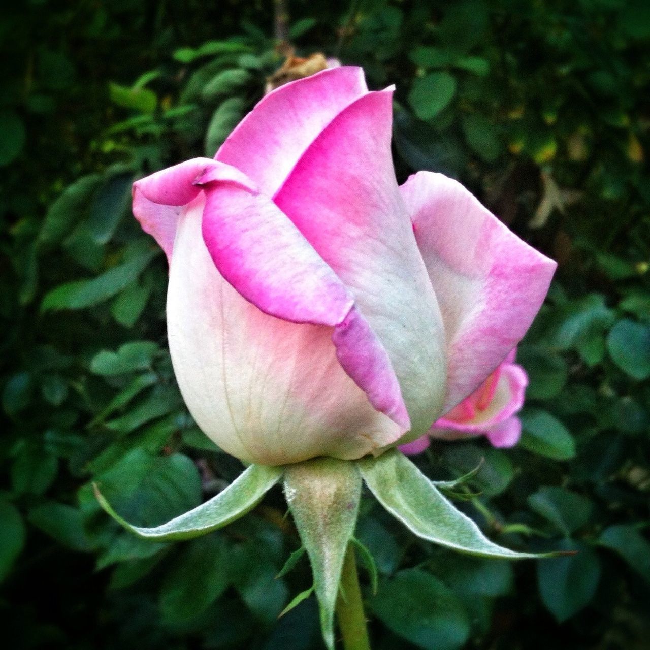 flower, petal, freshness, fragility, flower head, rose - flower, beauty in nature, growth, pink color, single flower, close-up, nature, rose, plant, blooming, leaf, focus on foreground, in bloom, pink, blossom