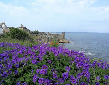 Purple flowering plants by sea against sky