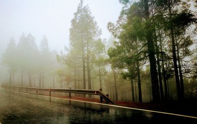 View of trees in forest