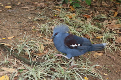 High angle view of bird perching on field