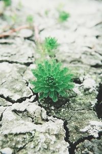 Close-up of lizard on plant