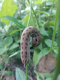 Close-up of insect on plant