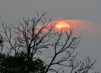 Low angle view of silhouette bare tree against sky during sunset