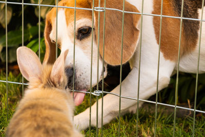 pet