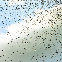 Low angle view of birds flying in sky