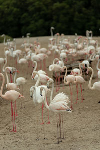 Flamingoes in ras al khor wildlife sanctuary, ramsar site, flamingo hide2, dubai, uae