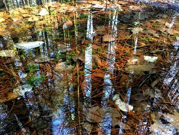 Reflection of trees in water