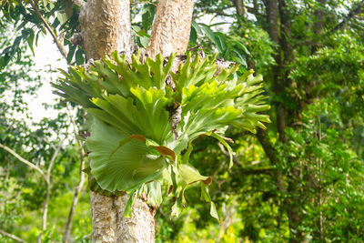 Close-up of fresh green plant against trees