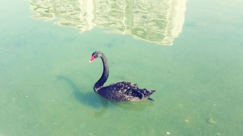 High angle view of swan swimming in lake