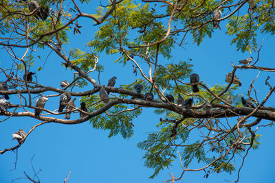 Low angle view of bird perching on tree against sky