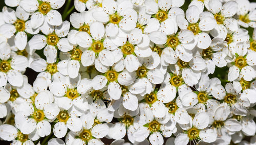 Close-up of white flowering plants
