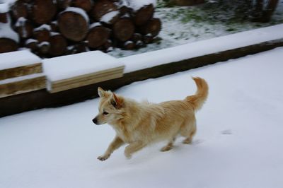 High angle view of dog running on snowy field