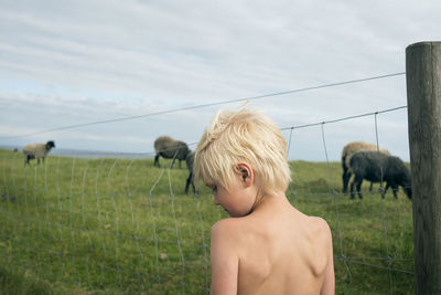 A boy at a pasture with sheep