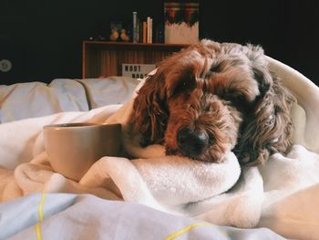 Dog sleeping on bed at home