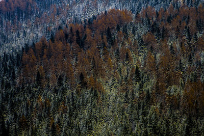 Full frame shot of pine tree in forest
