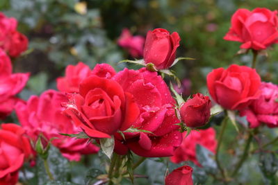 Close-up of red roses