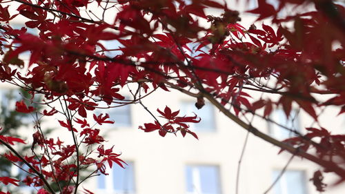 Low angle view of red flowering tree