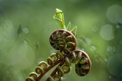 Praying mantish on fern