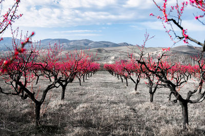 Pink cherry blossom trees on field against sky