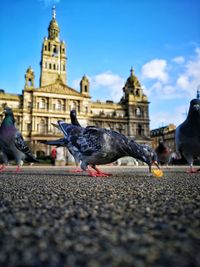 Pigeons on street in city