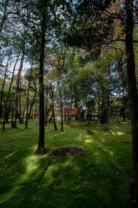 Trees in forest