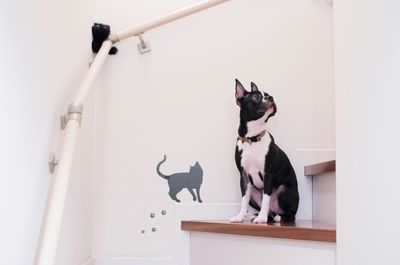 Boston terrier sitting on counter against white wall