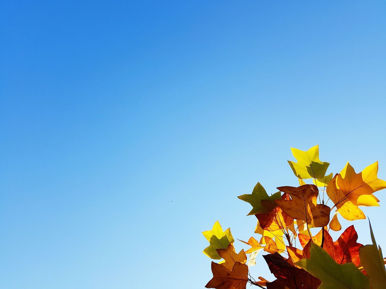 LOW ANGLE VIEW OF MAPLE LEAVES AGAINST SKY