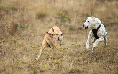 Dogs running on field