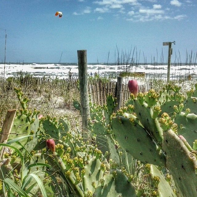 sea, beach, water, sky, plant, horizon over water, flower, growth, nature, beauty in nature, shore, tranquility, sand, freshness, day, tranquil scene, outdoors, scenics, sunlight, incidental people