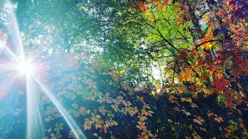 Sun shining through trees during autumn