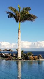 Palm trees by plants against sky