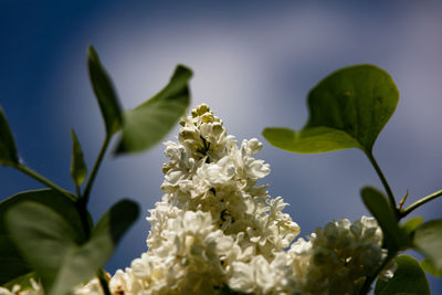 Close-up of white flowering plant