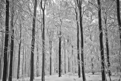 Bare trees in forest during winter