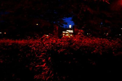 Red trees against sky at night