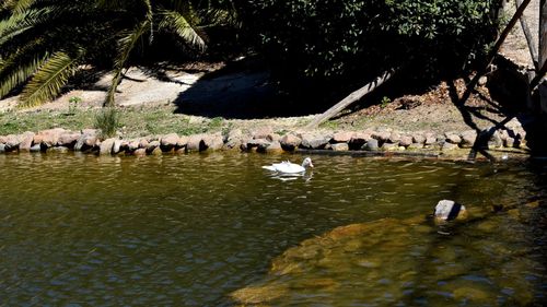 Birds swimming in lake