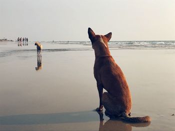 View of dog on beach