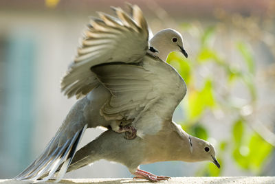 Close-up of bird perching/kopulating