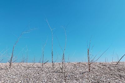 Bare trees on field against clear blue sky