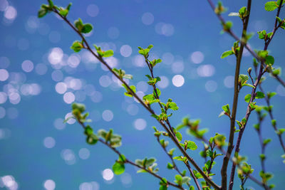 Fresh spring leaves on a blurred water background.