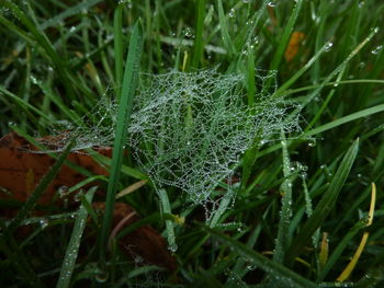 Close-up of wet grass on field