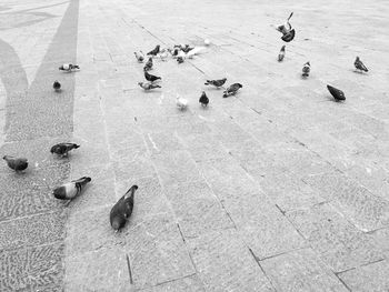 High angle view of pigeons on footpath