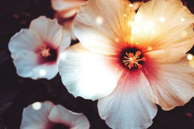 Close-up of hibiscus blooming outdoors