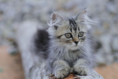 Portrait of kitten by cat outdoors