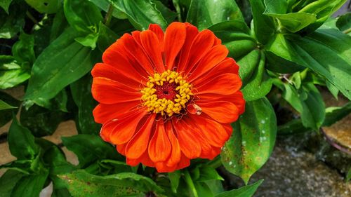 Close-up of red flower