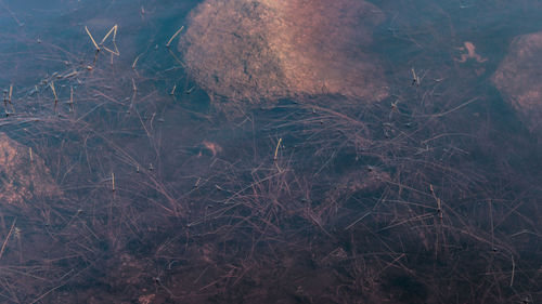 High angle view of plants growing on field