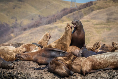 Seals on rock against mountain