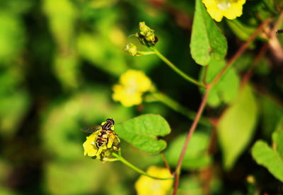 Close-up of insect on flower