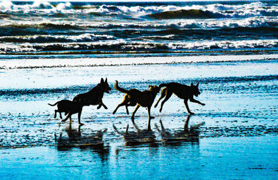 Horses running on riverbank